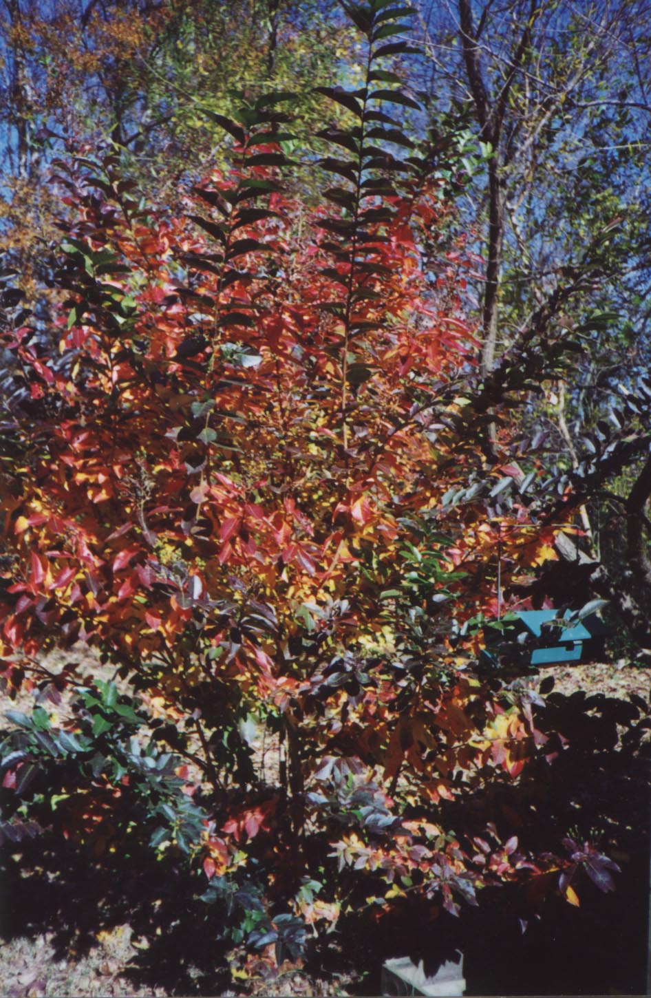 Picture of Crepe Myrtle in the Fall